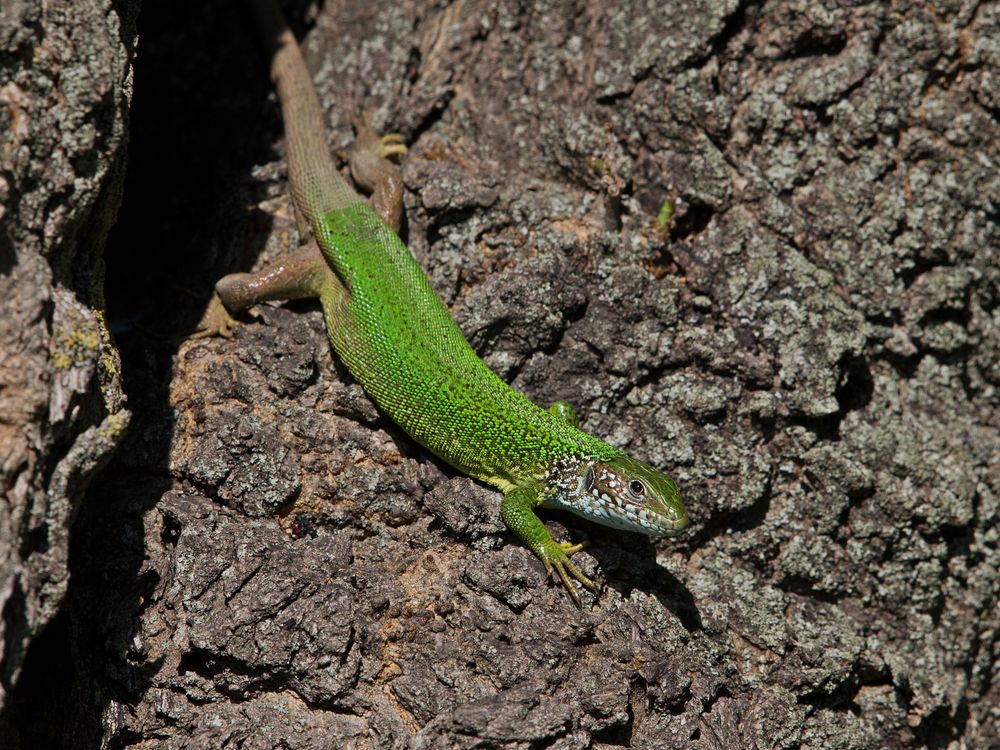 eastern green lizard