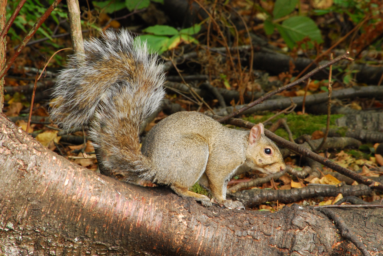 Eastern Grey Squirrel