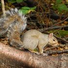 Eastern Grey Squirrel