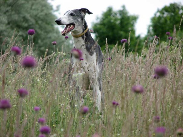 Eastern Greyhound