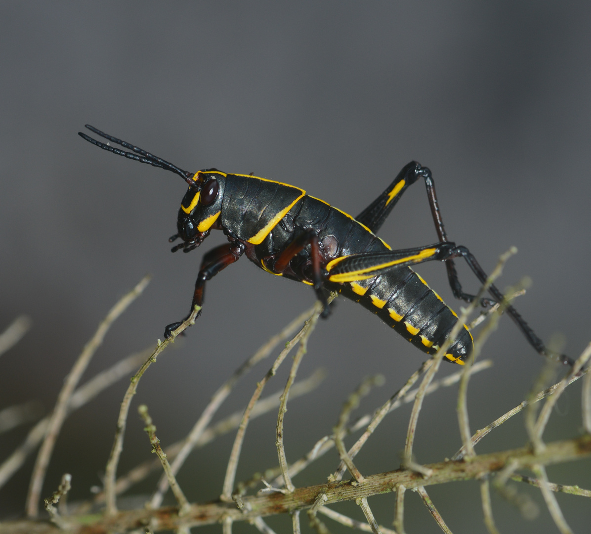 Eastern Lubber Grashopper