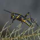 Eastern Lubber Grashopper