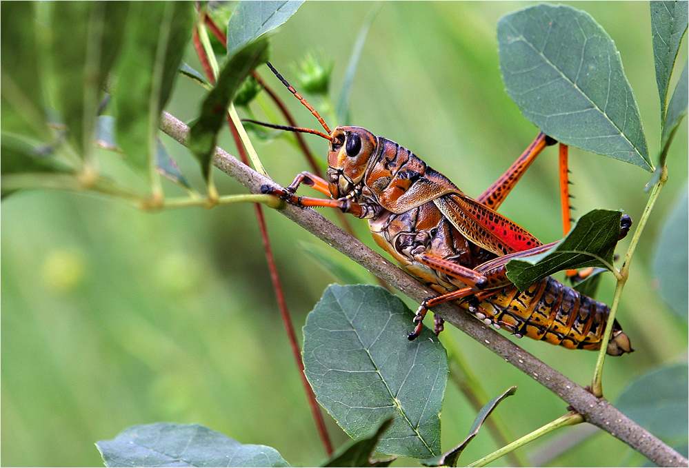 Eastern lubber grasshopper (Romalea microptera)