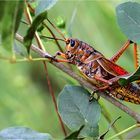 Eastern lubber grasshopper (Romalea microptera)
