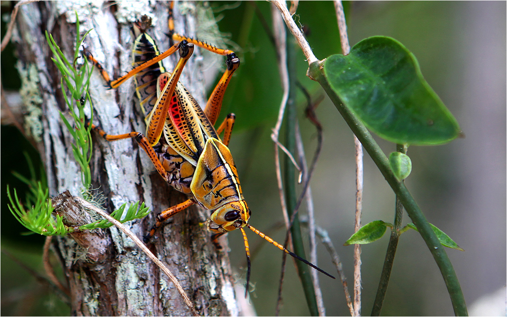 Eastern Lubber Grasshopper (Romalea Microptera)