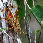 Eastern Lubber Grasshopper (Romalea Microptera)