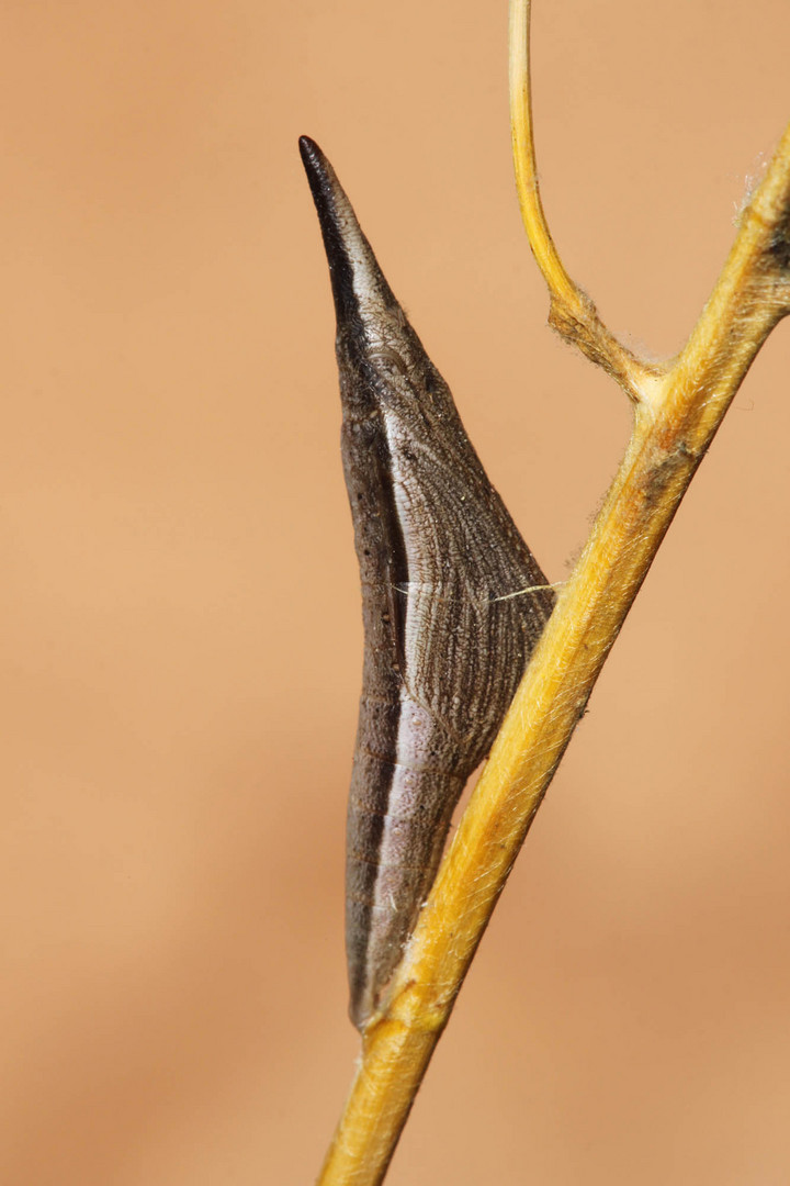 Eastern Orange Tip (Anthocharis damone) Puppe