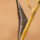 Eastern Orange Tip (Anthocharis damone) Puppe