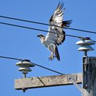 Eastern Osprey (Pandion cristatus), (2/3)