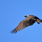 Eastern Osprey (Pandion cristatus), (3/3)