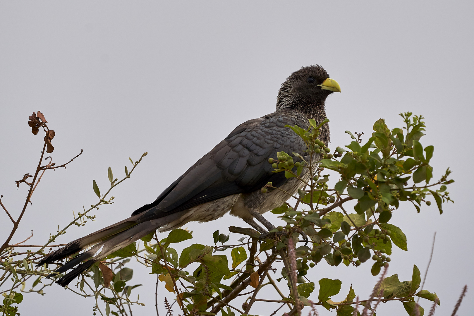 eastern plantain-eater, Bindenlärmvogel