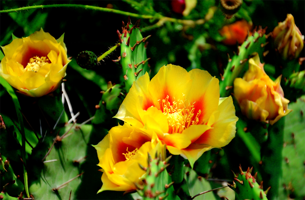 Eastern Prickly Pear Cactus