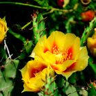 Eastern Prickly Pear Cactus