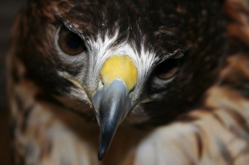 Eastern Red-tailed hawk