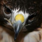 Eastern Red-tailed hawk