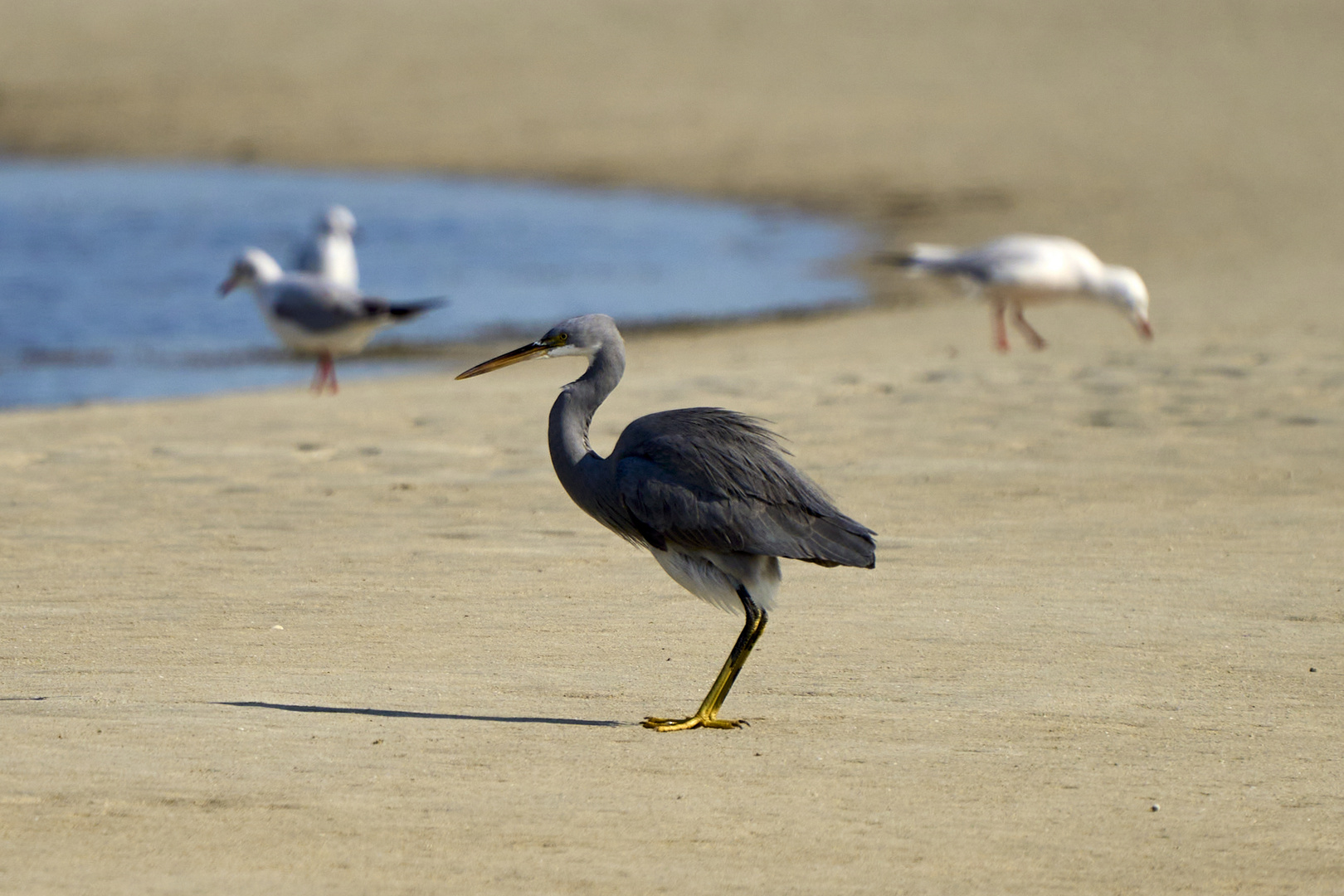 Eastern Reef Egret 