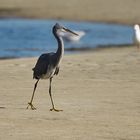 Eastern Reef Egret 