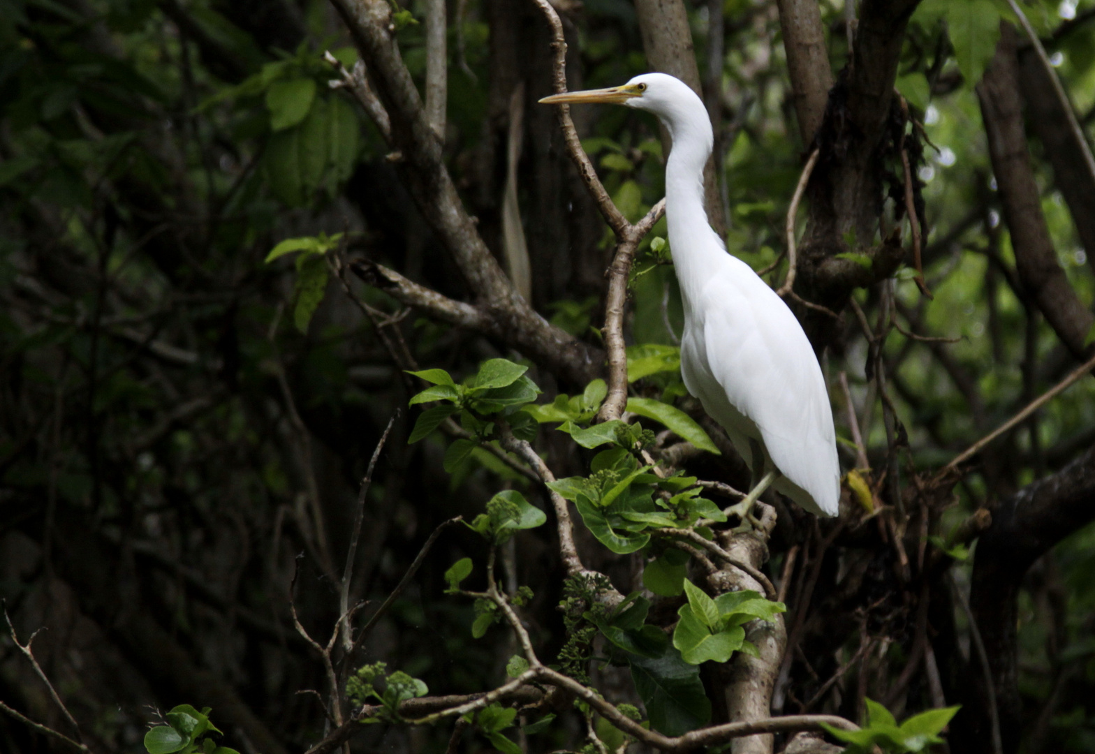 eastern reef egret