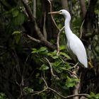 eastern reef egret