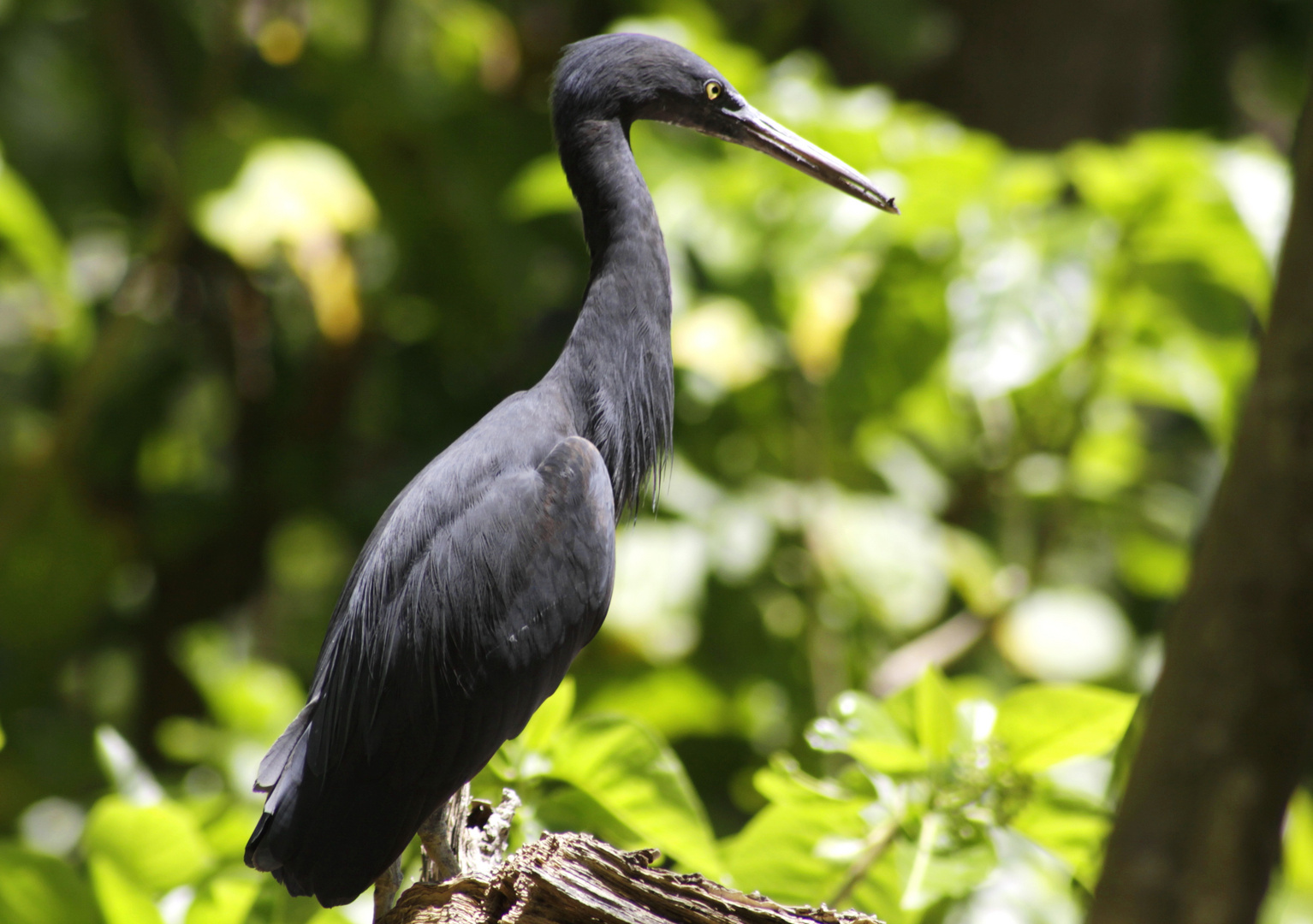 eastern reef egret