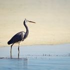 Eastern Reef Egret 