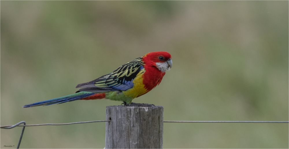 Eastern Rosella