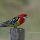 Eastern Rosella