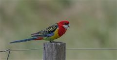 Eastern Rosella