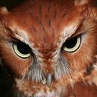 Eastern Screech owl