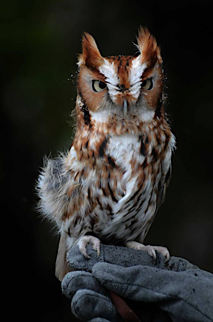 Eastern Screech Owl