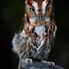 Eastern Screech Owl