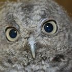 Eastern Screech owl