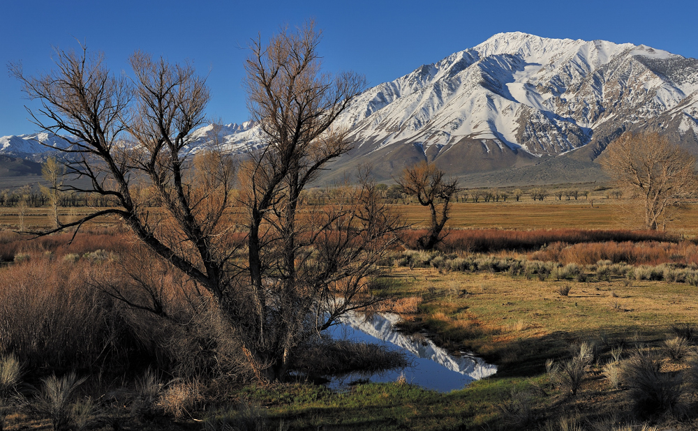 *Eastern Sierra Springtime*