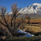 *Eastern Sierra Springtime*