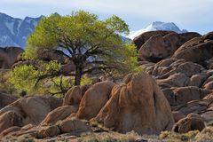 *Eastern Sierra Springtime*