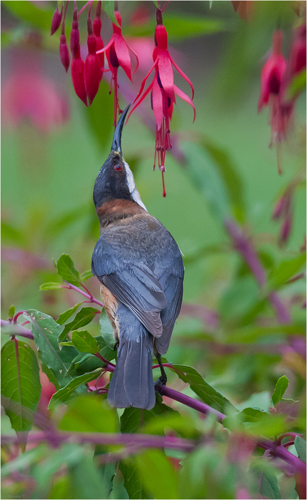 Eastern spinebill