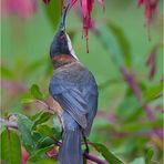 Eastern spinebill