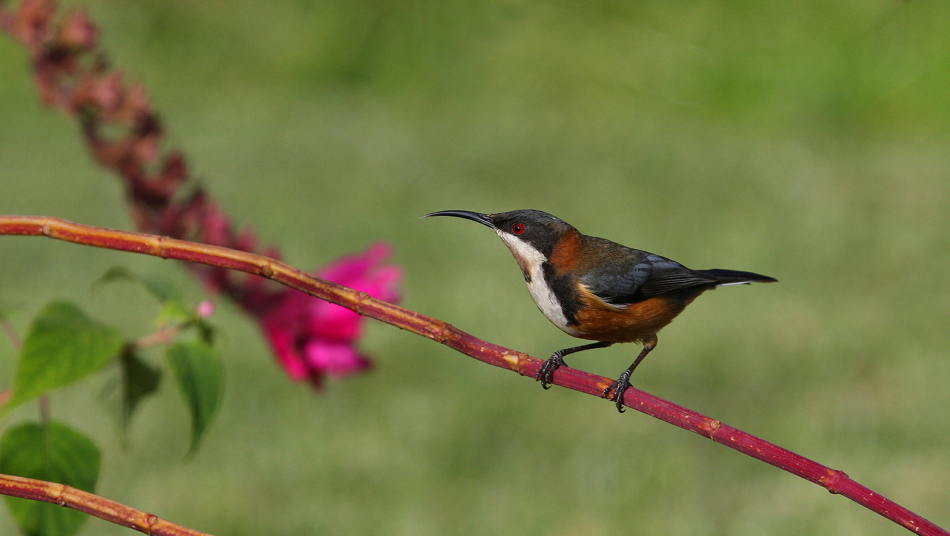 Eastern Spinebill 