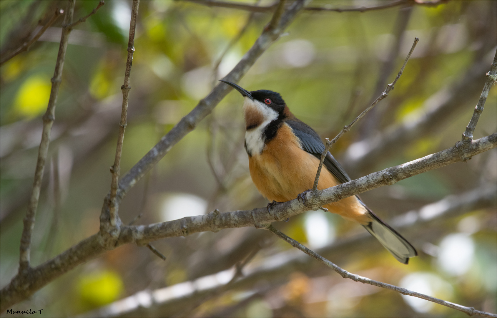 Eastern Spinebill