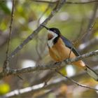 Eastern Spinebill