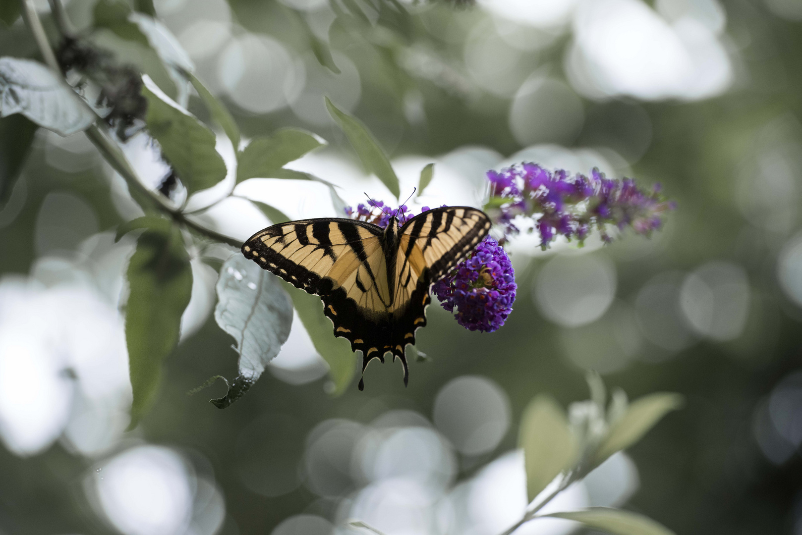 Eastern Tiger Swallowtail