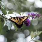 Eastern Tiger Swallowtail