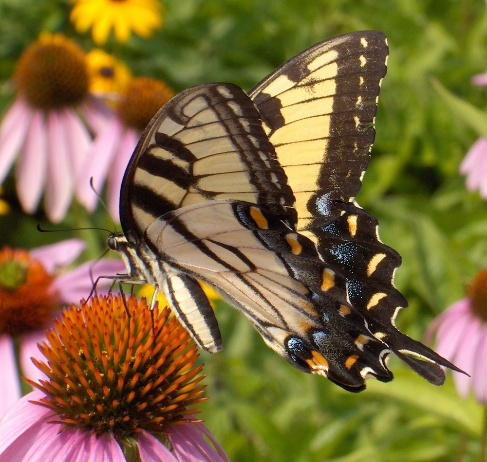 EASTERN TIGER SWALLOWTAIL