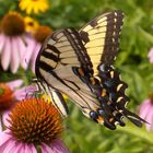 EASTERN TIGER SWALLOWTAIL