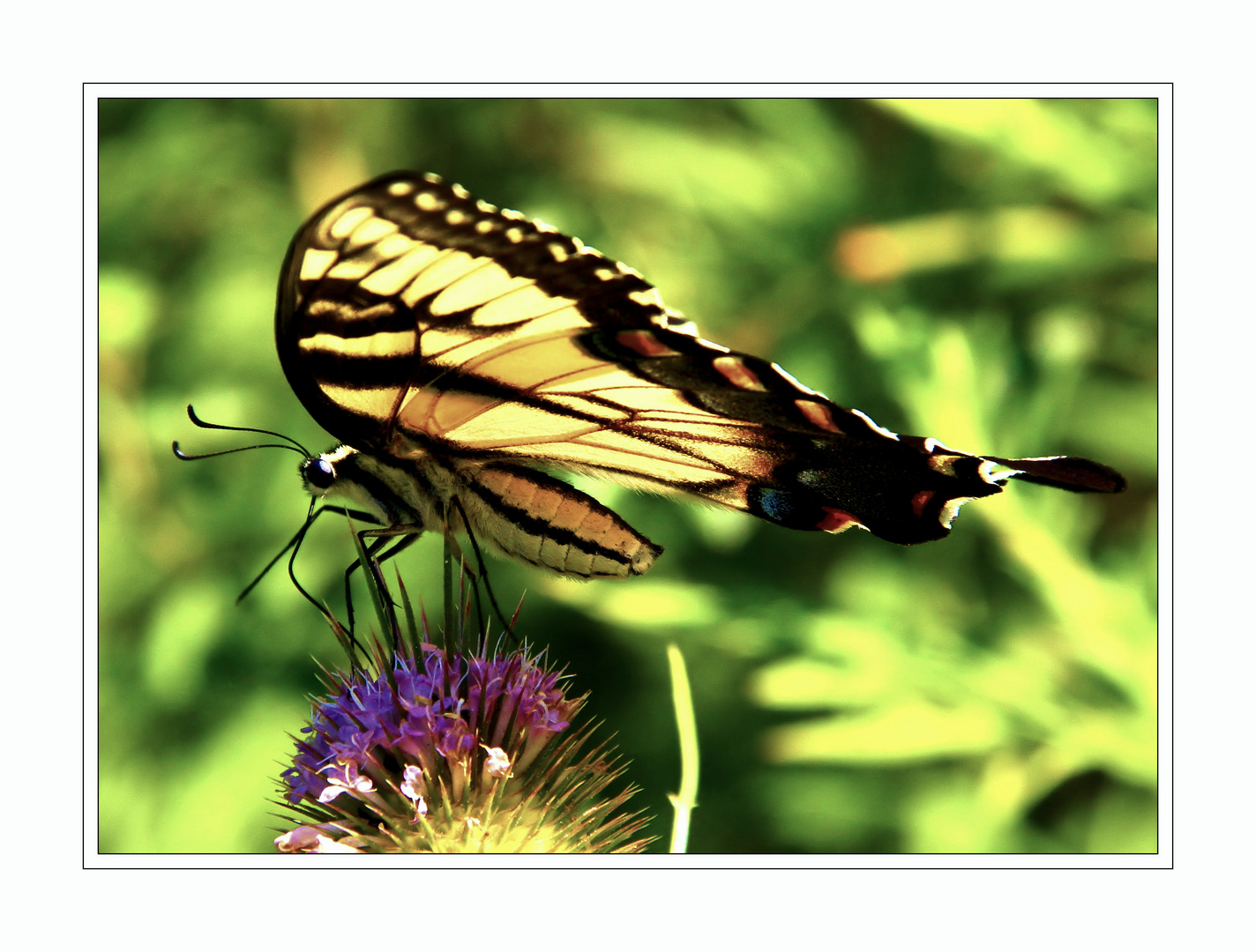 Eastern Tiger Swallowtail