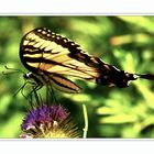 Eastern Tiger Swallowtail