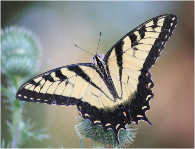 Eastern Tiger Swallowtail