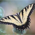 Eastern Tiger Swallowtail