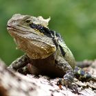 Eastern Water Dragon