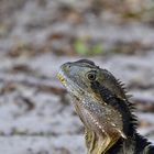 Eastern Water Dragon